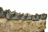 Fossil Titanothere (Megacerops) Jaw - South Dakota #228176-4